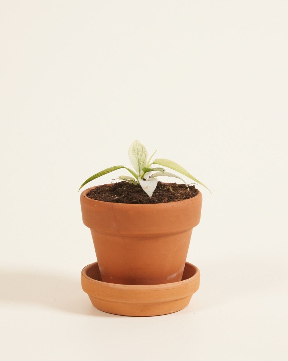 Baby Philodendron Florida Ghost