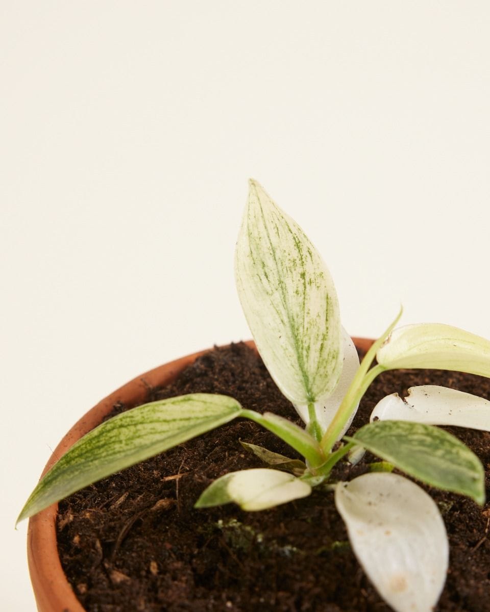 Baby Philodendron Florida Ghost