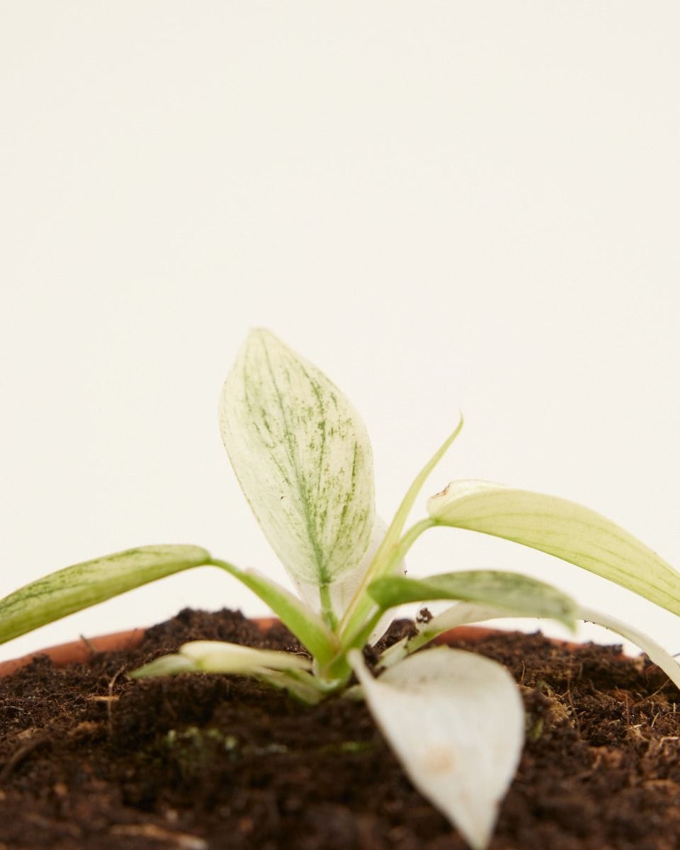 Baby Philodendron Florida Ghost