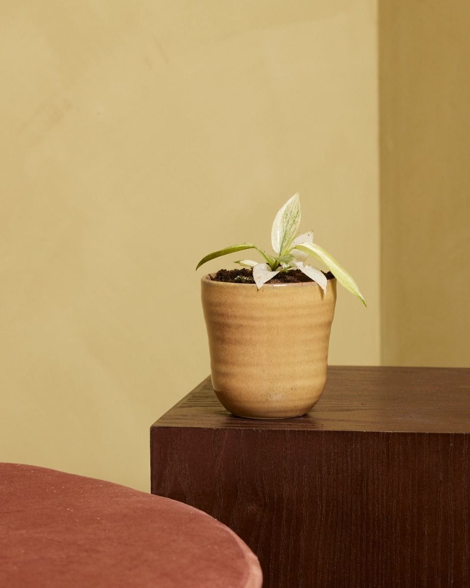 Baby Philodendron Florida Ghost