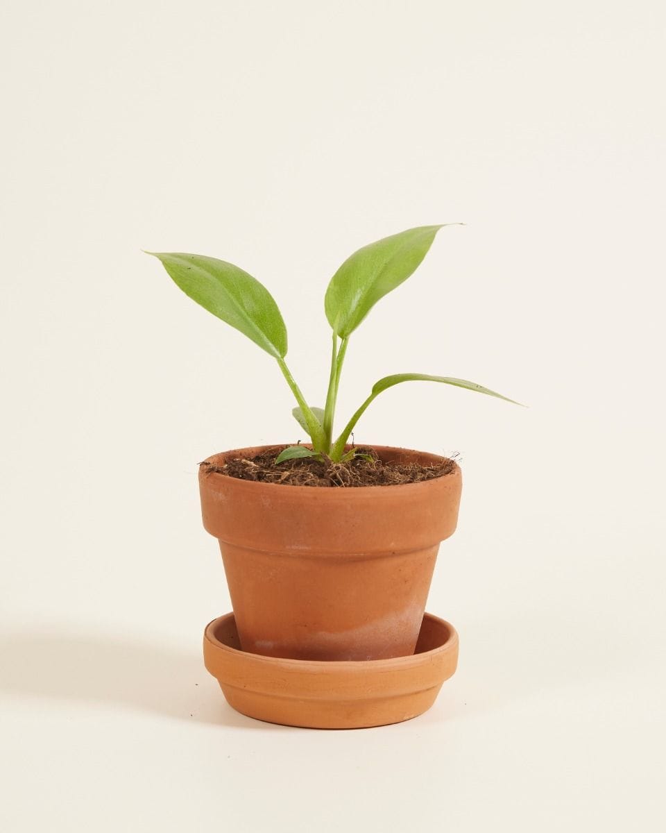 Baby Philodendron Lacerum