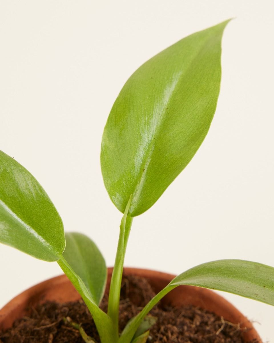 Baby Philodendron Lacerum
