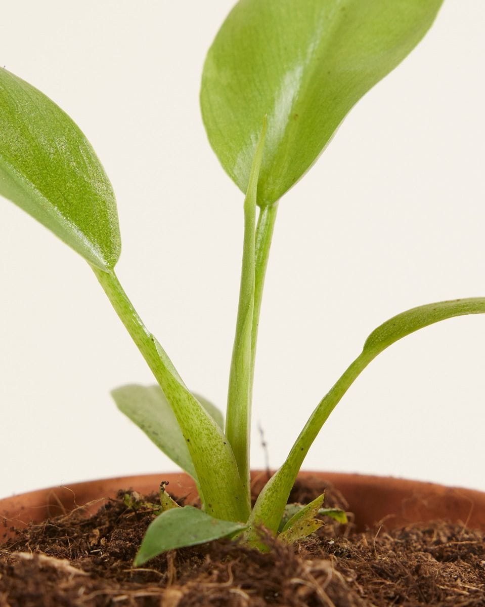 Baby Philodendron Lacerum