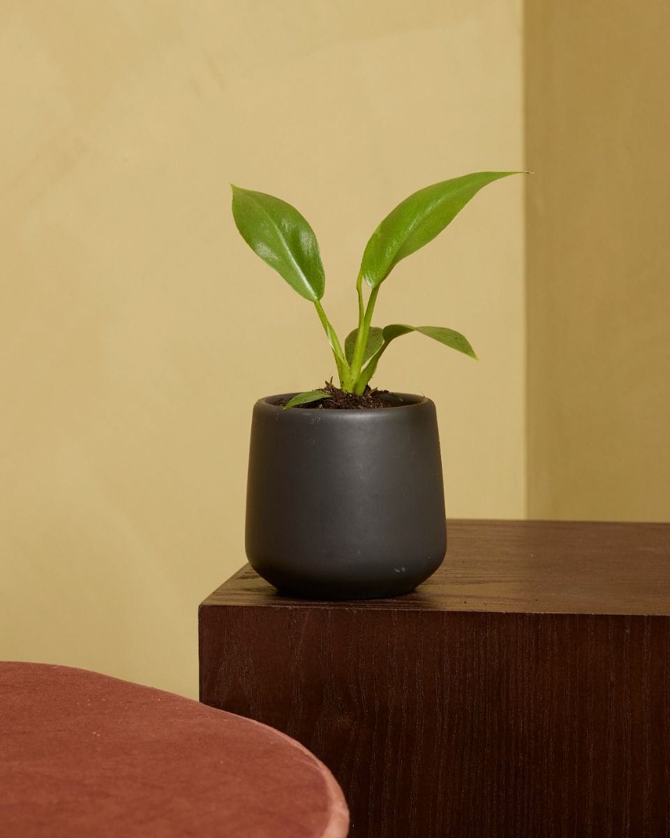 Baby Philodendron Lacerum