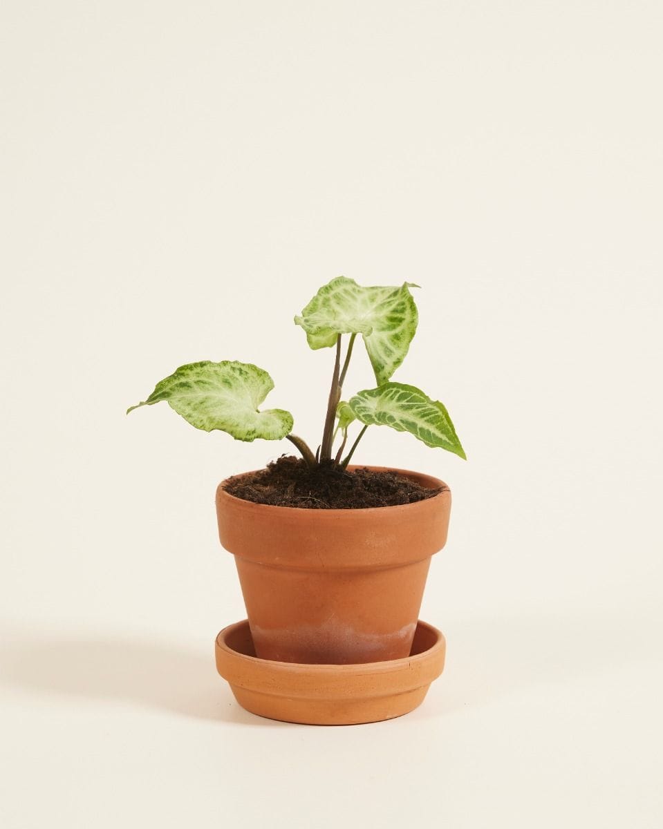 Baby Syngonium Batik
