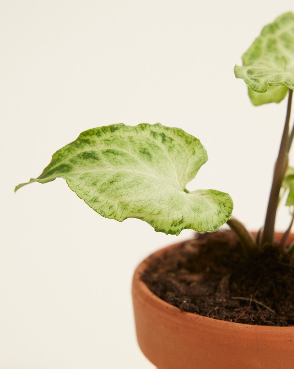 Baby Syngonium Batik