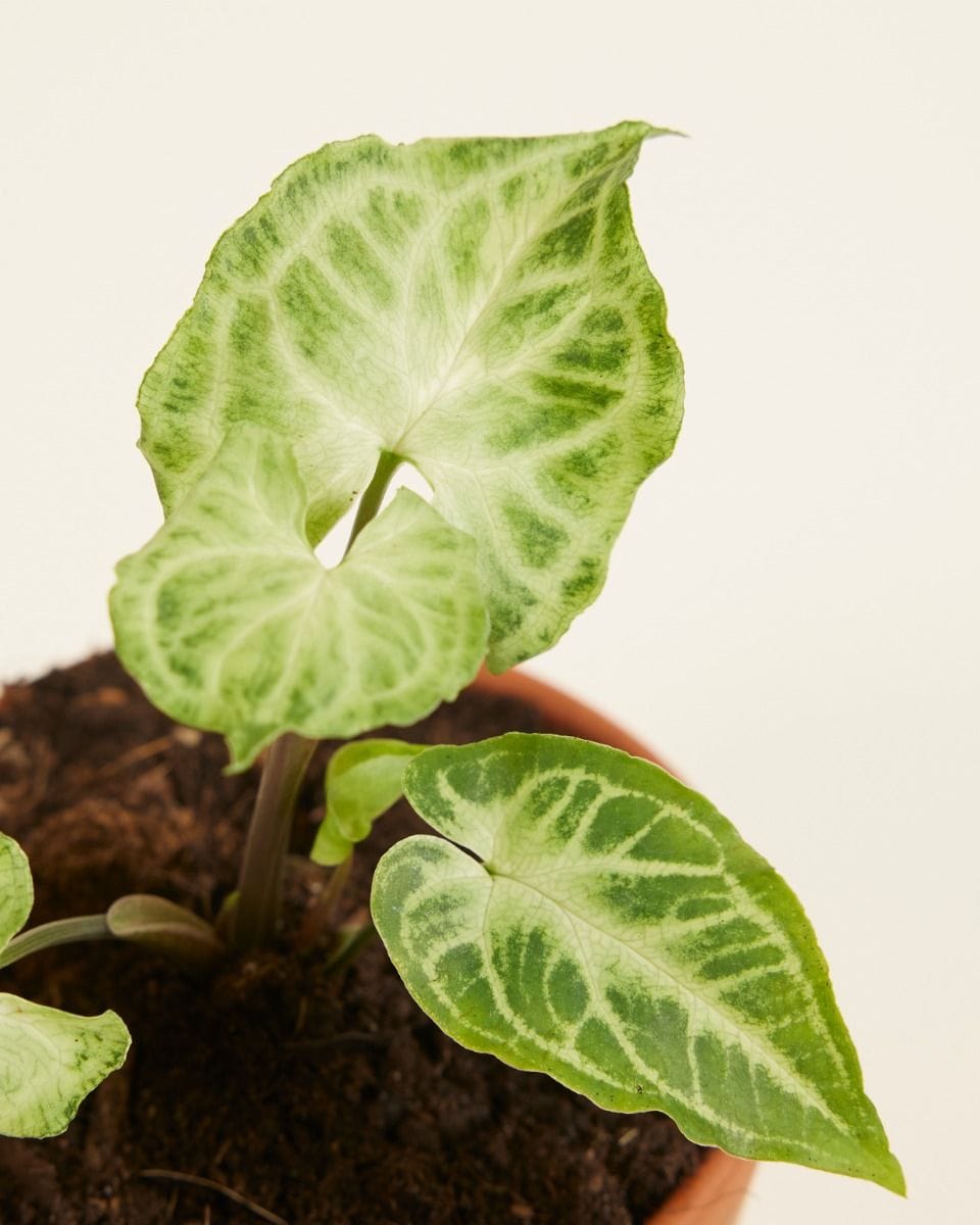 Baby Syngonium Batik