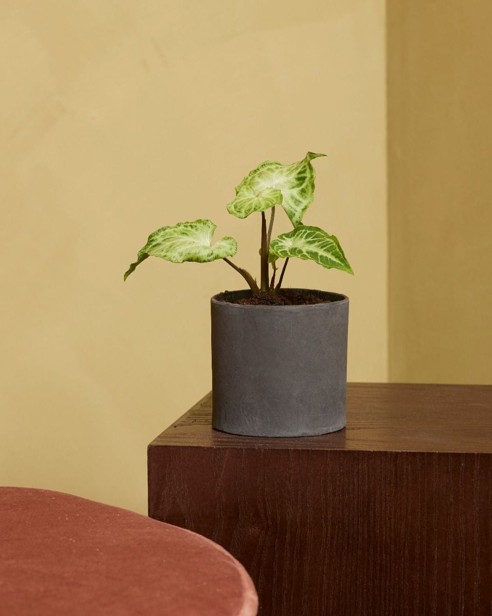 Baby Syngonium Batik
