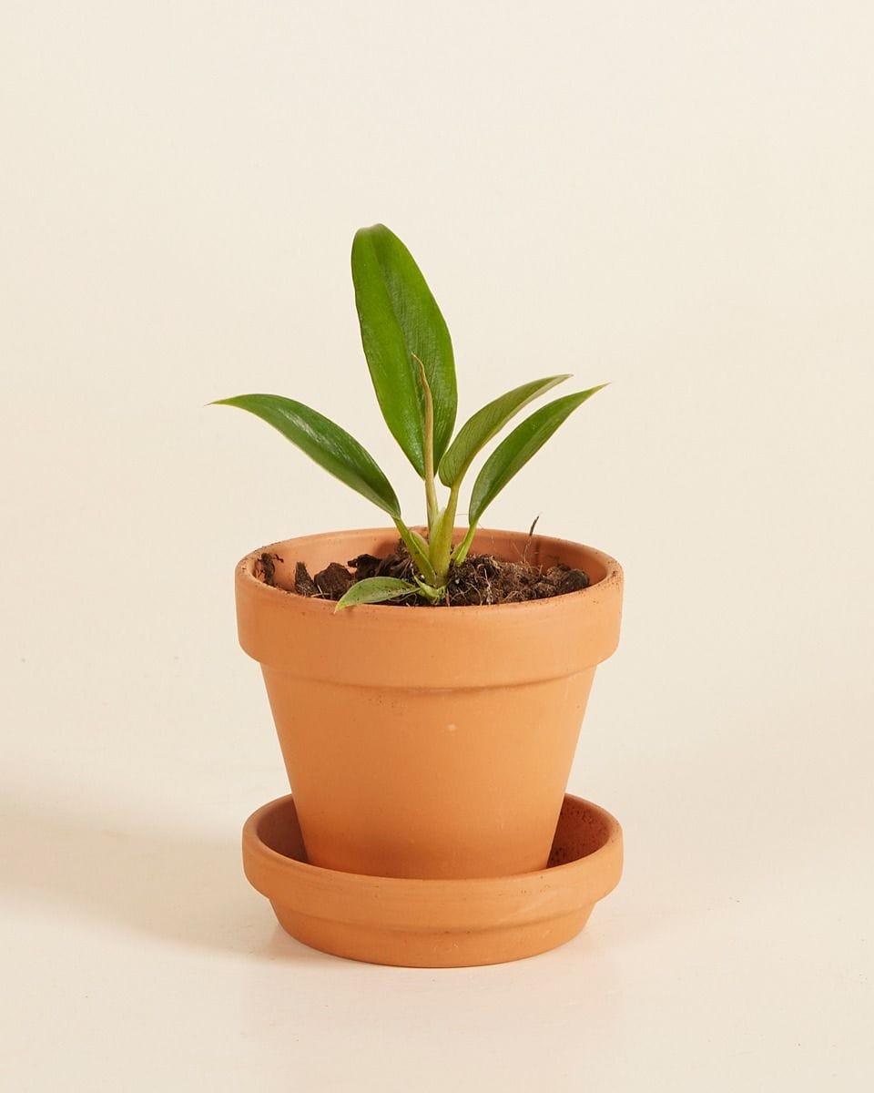 Baby Philodendron Caramel Pluto