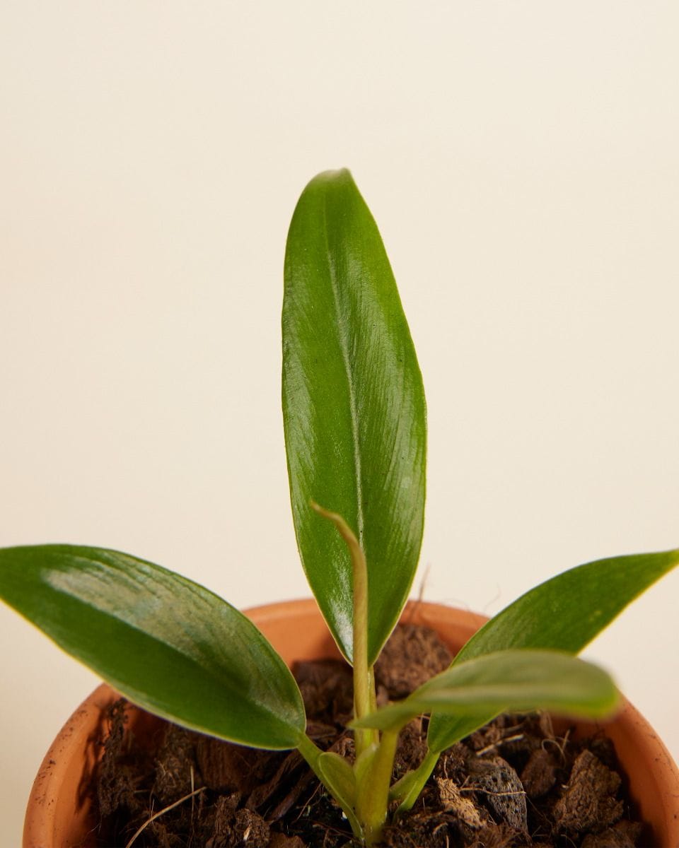 Baby Philodendron Caramel Pluto