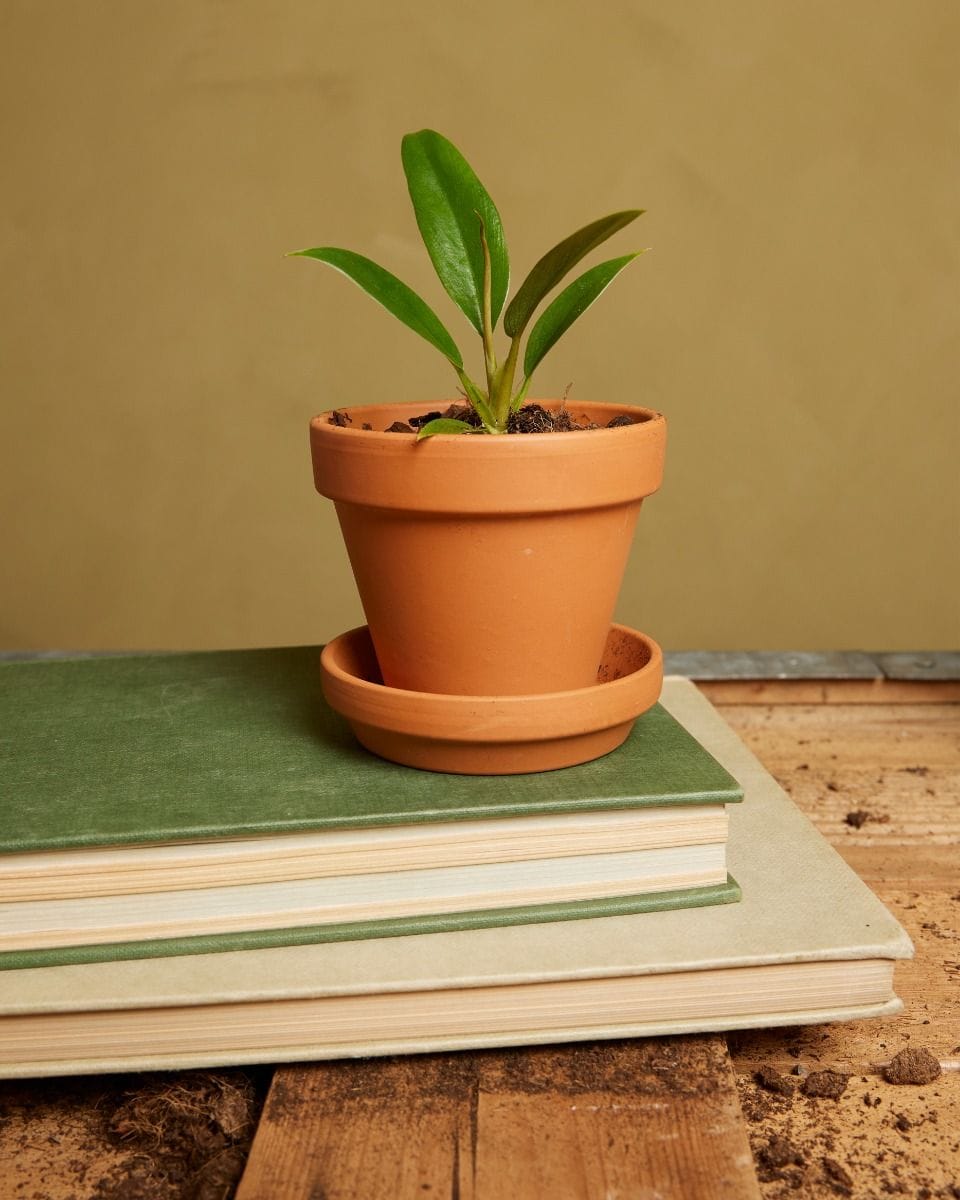Baby Philodendron Caramel Pluto