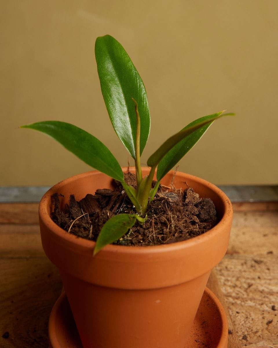 Baby Philodendron Caramel Pluto