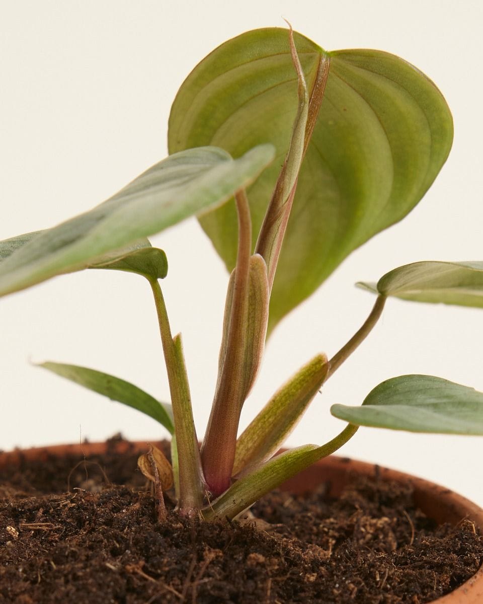 Baby Philodendron Sodiroi