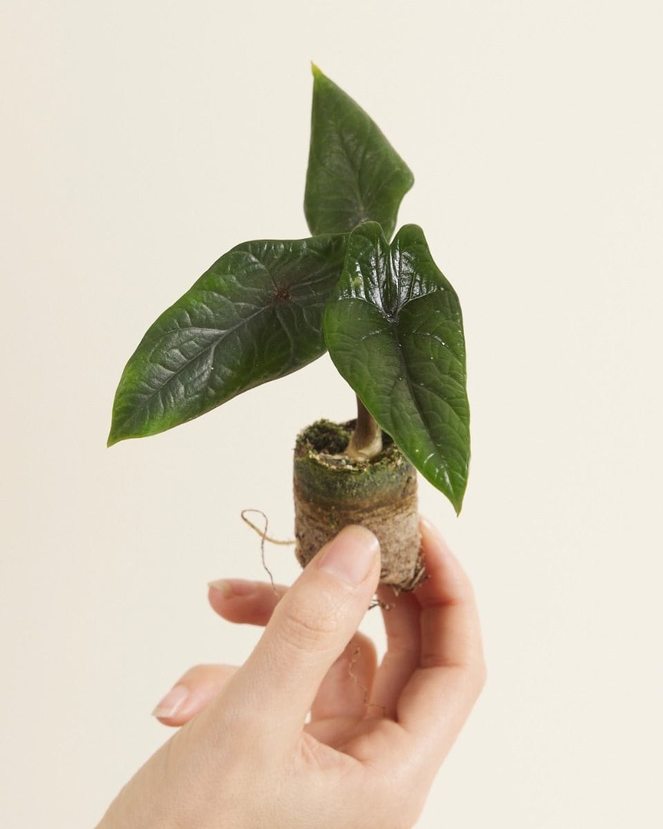 Baby Alocasia Elephant Ears Scalprum