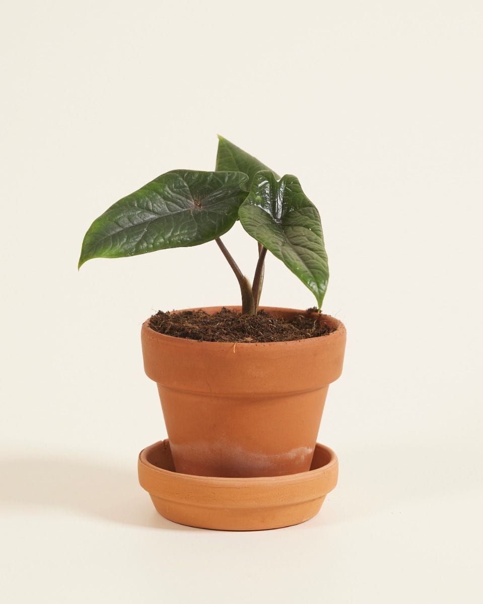 Baby Alocasia Elephant Ears Scalprum