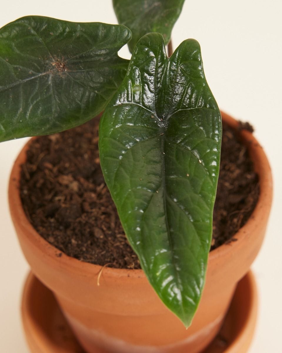 Baby Alocasia Elephant Ears Scalprum