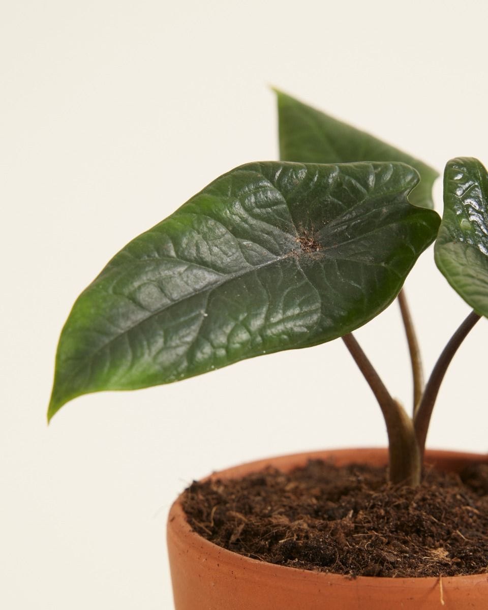 Baby Alocasia Elephant Ears Scalprum
