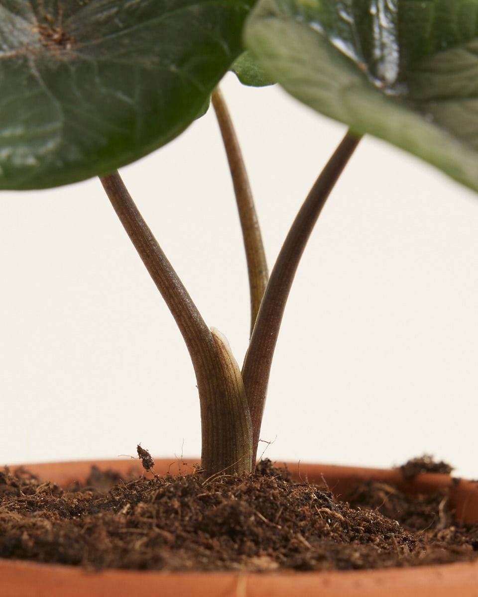Baby Alocasia Elephant Ears Scalprum