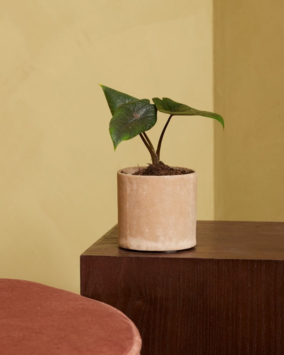 Baby Alocasia Elephant Ears Scalprum