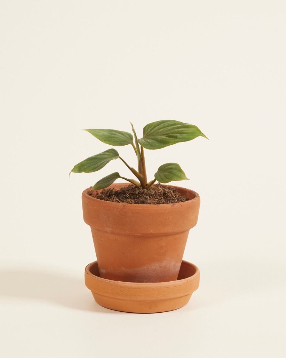 Baby Philodendron Plowmanii