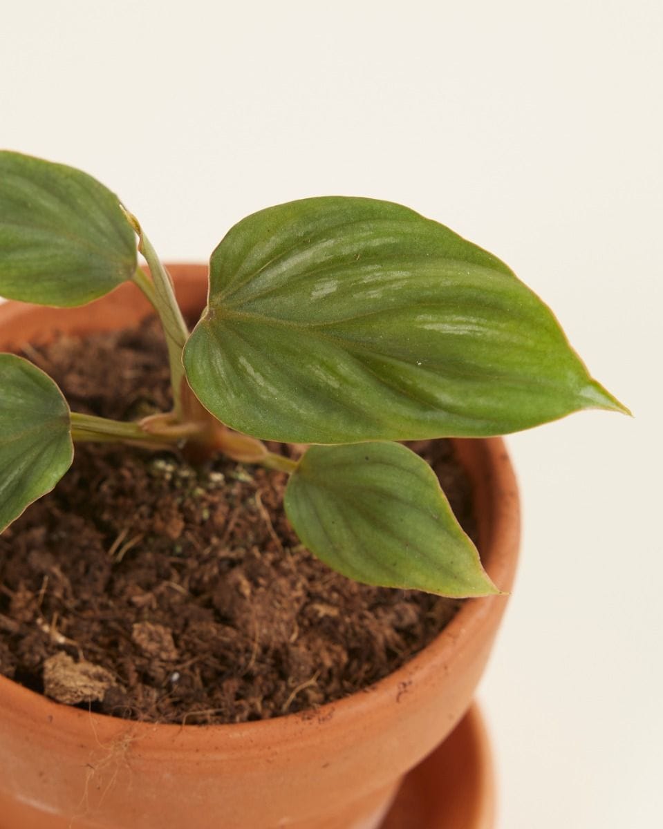 Baby Philodendron Plowmanii