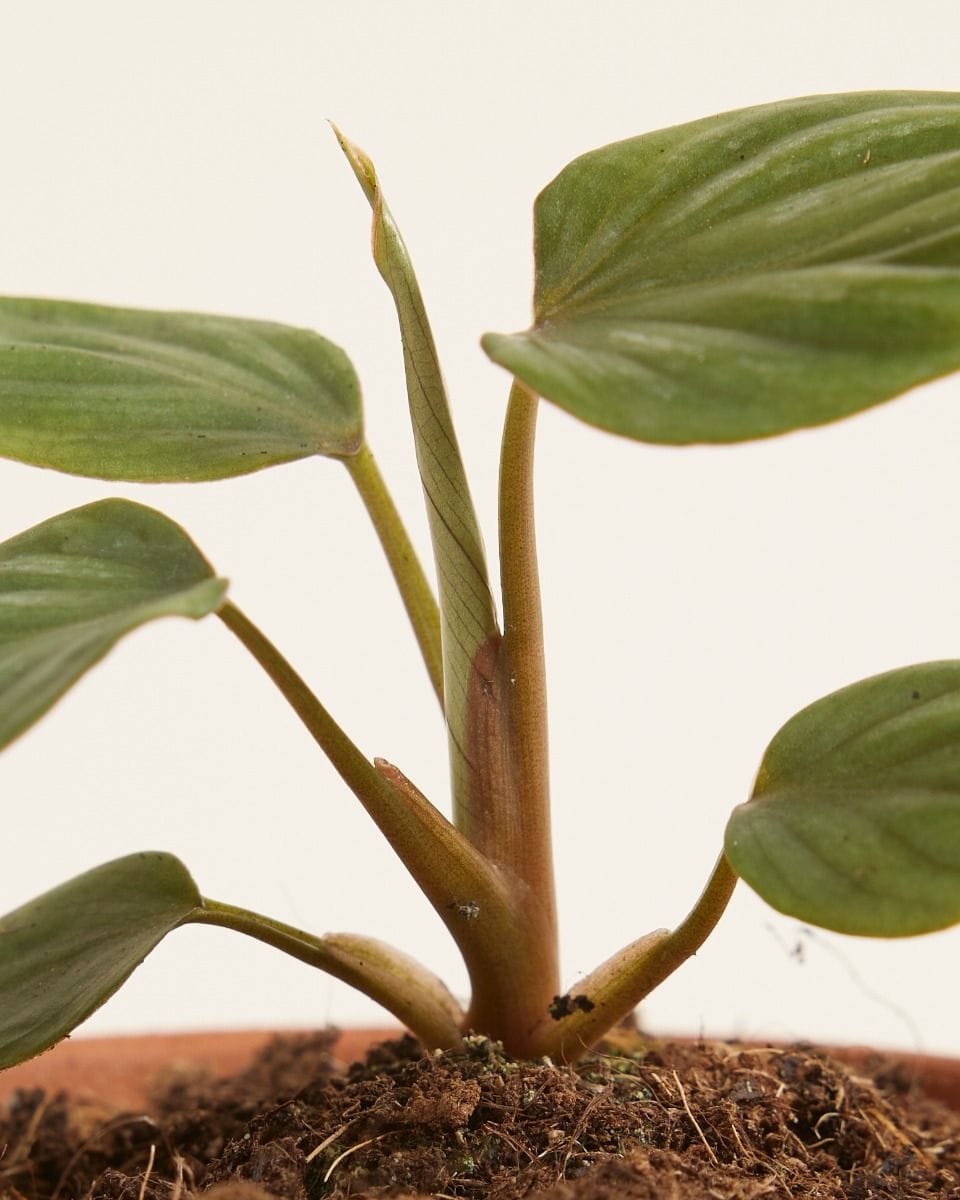 Baby Philodendron Plowmanii