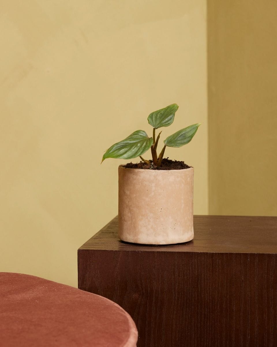 Baby Philodendron Plowmanii