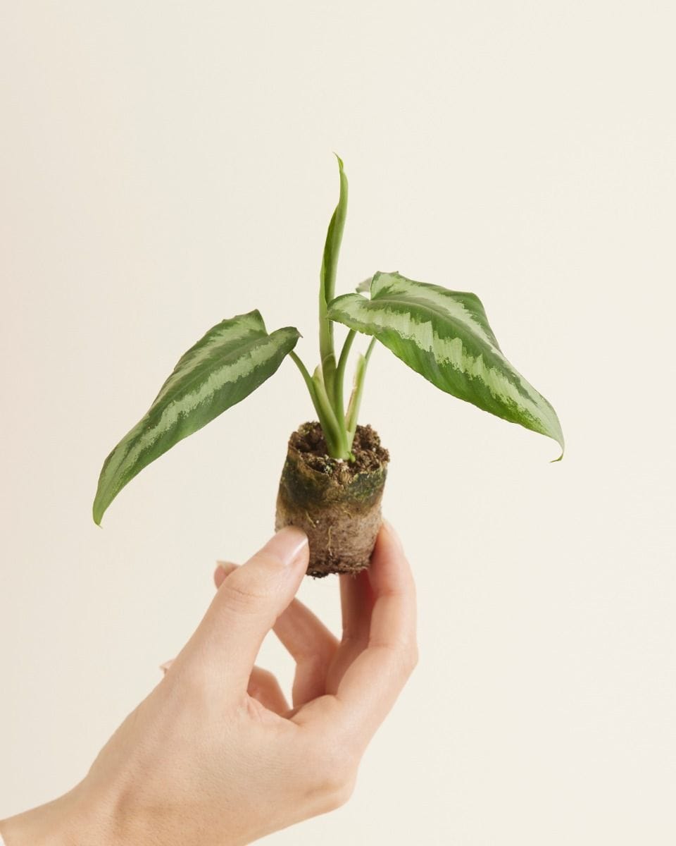 Baby Schismatoglottis Wallichii