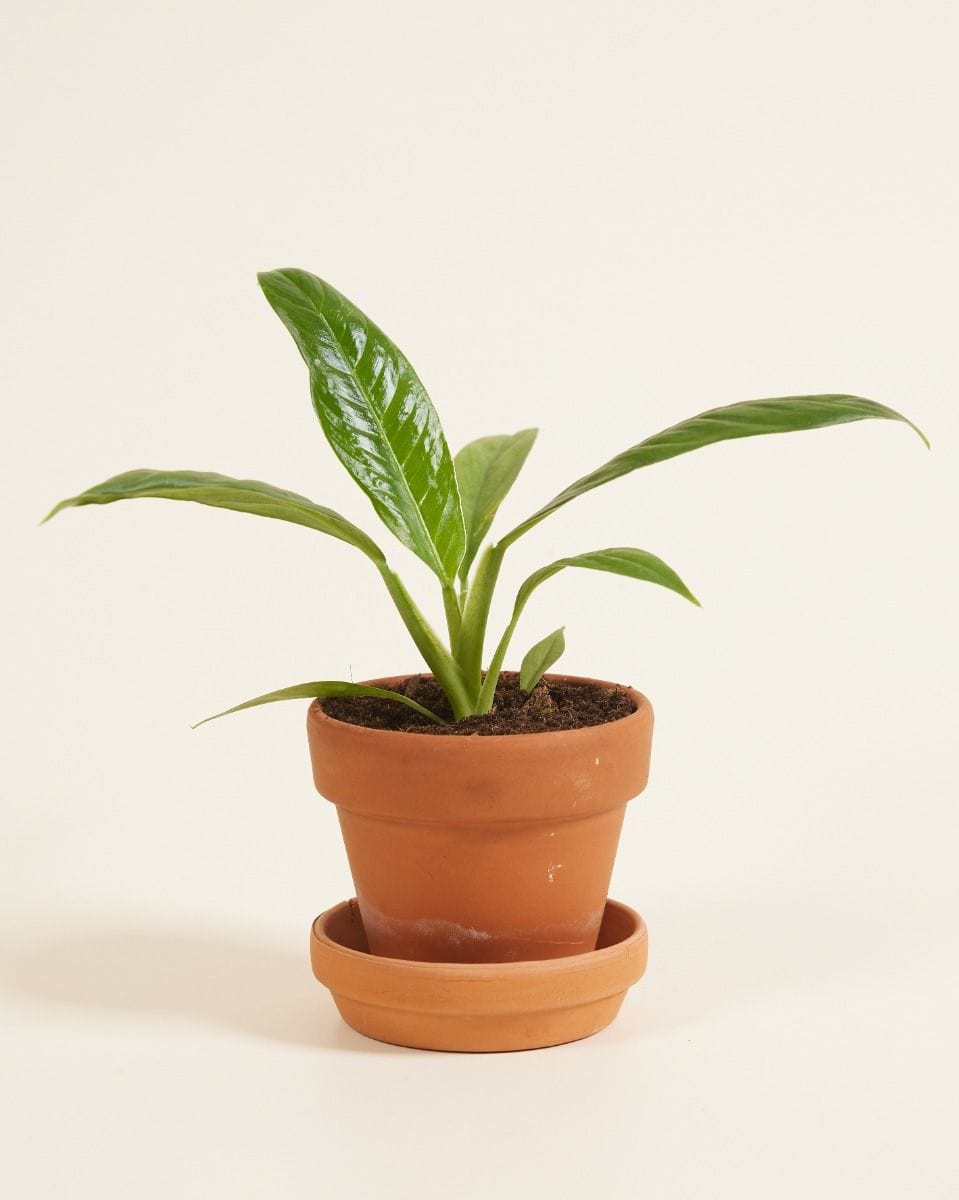 Baby Philodendron Campii