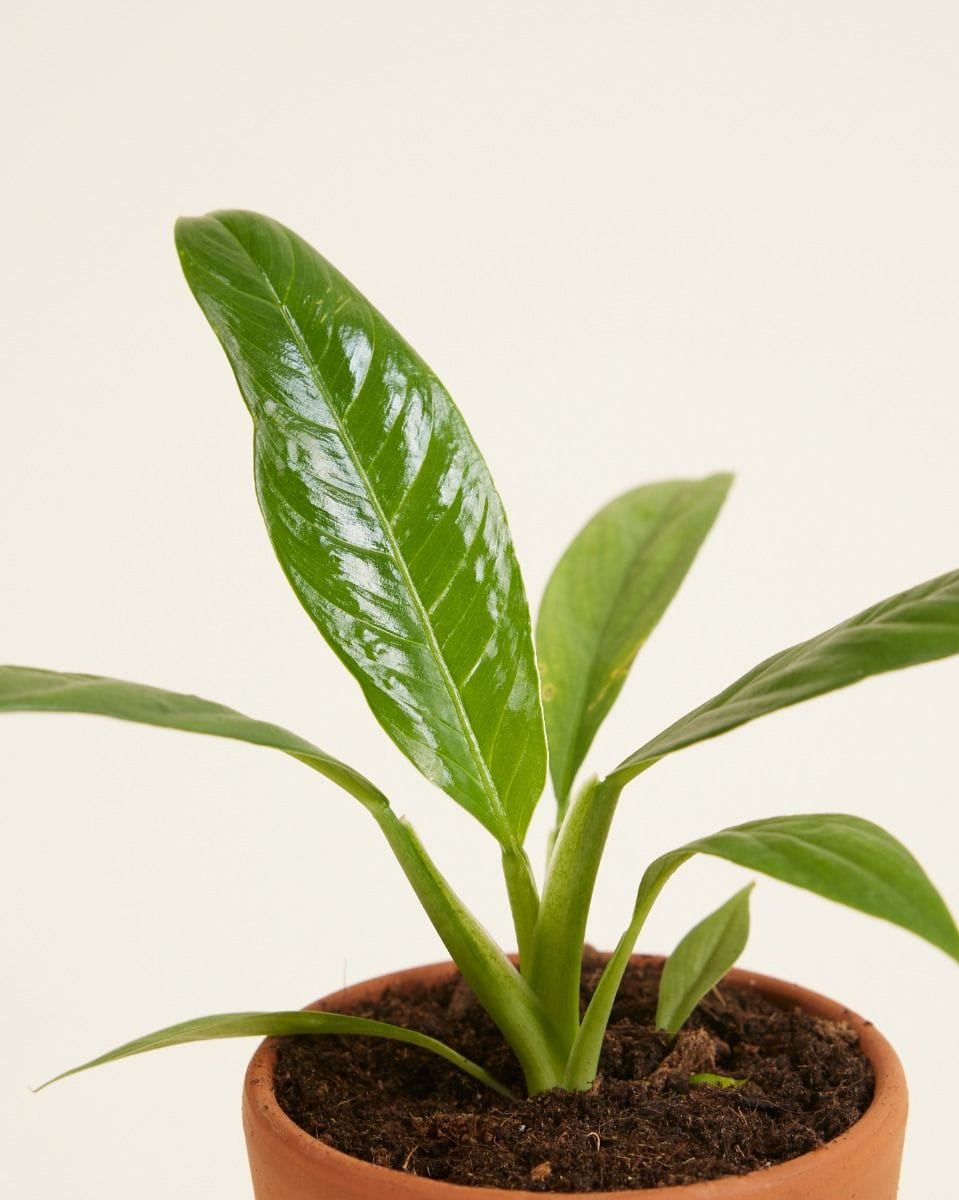 Baby Philodendron Campii