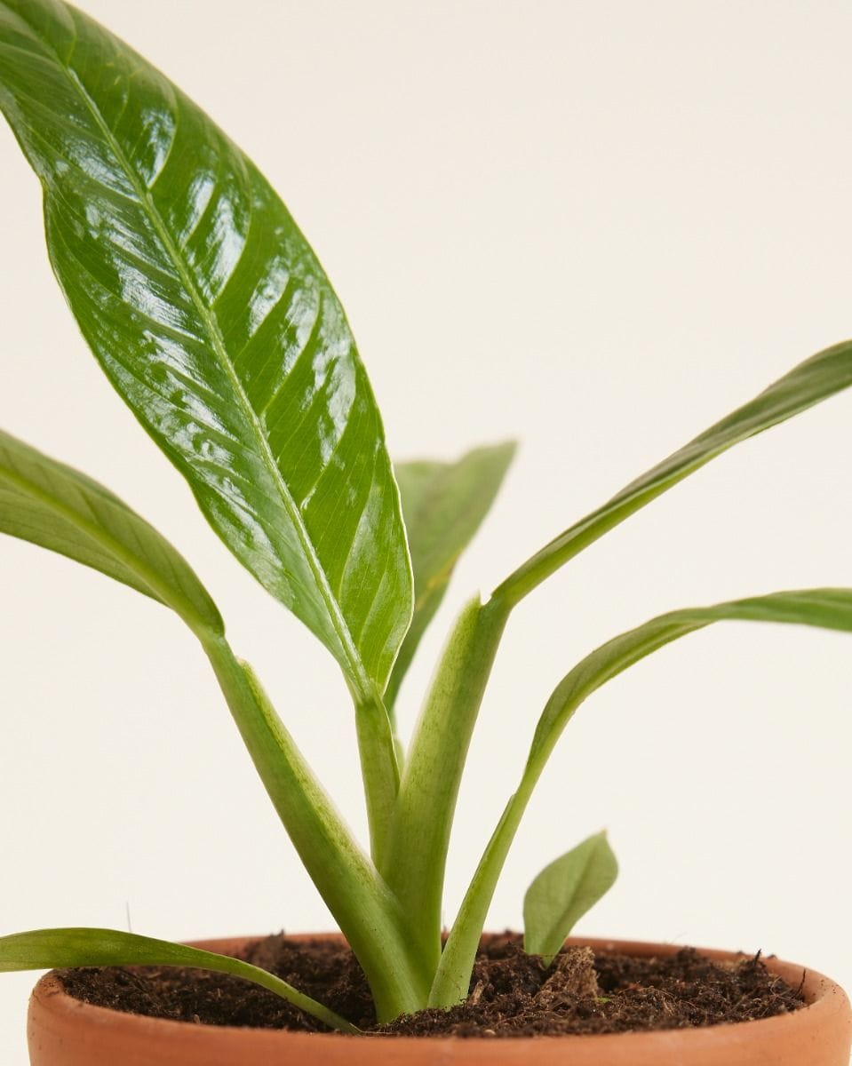 Baby Philodendron Campii