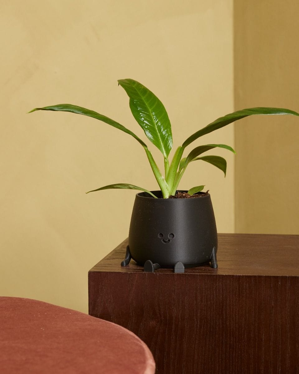 Baby Philodendron Campii