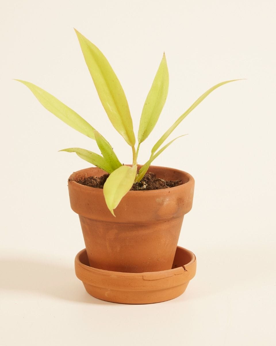 Baby Philodendron Golden Saw