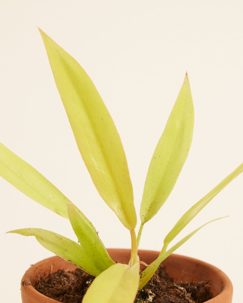 Baby Philodendron Golden Saw