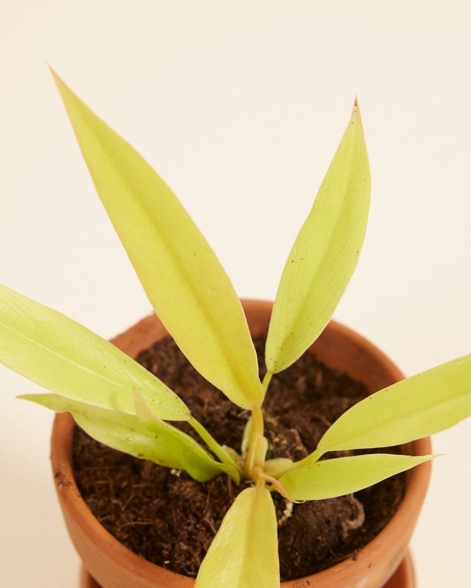 Baby Philodendron Golden Saw