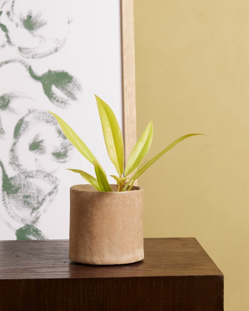 Baby Philodendron Golden Saw