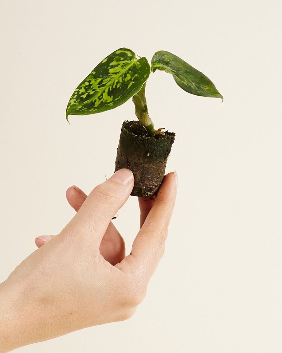 Baby Dieffenbachia Dump Cane Reflector