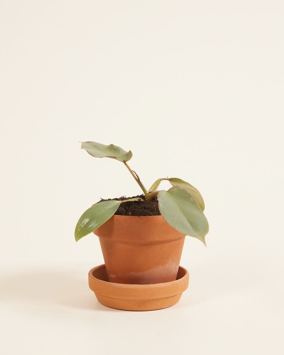 Baby Philodendron Atabapoense