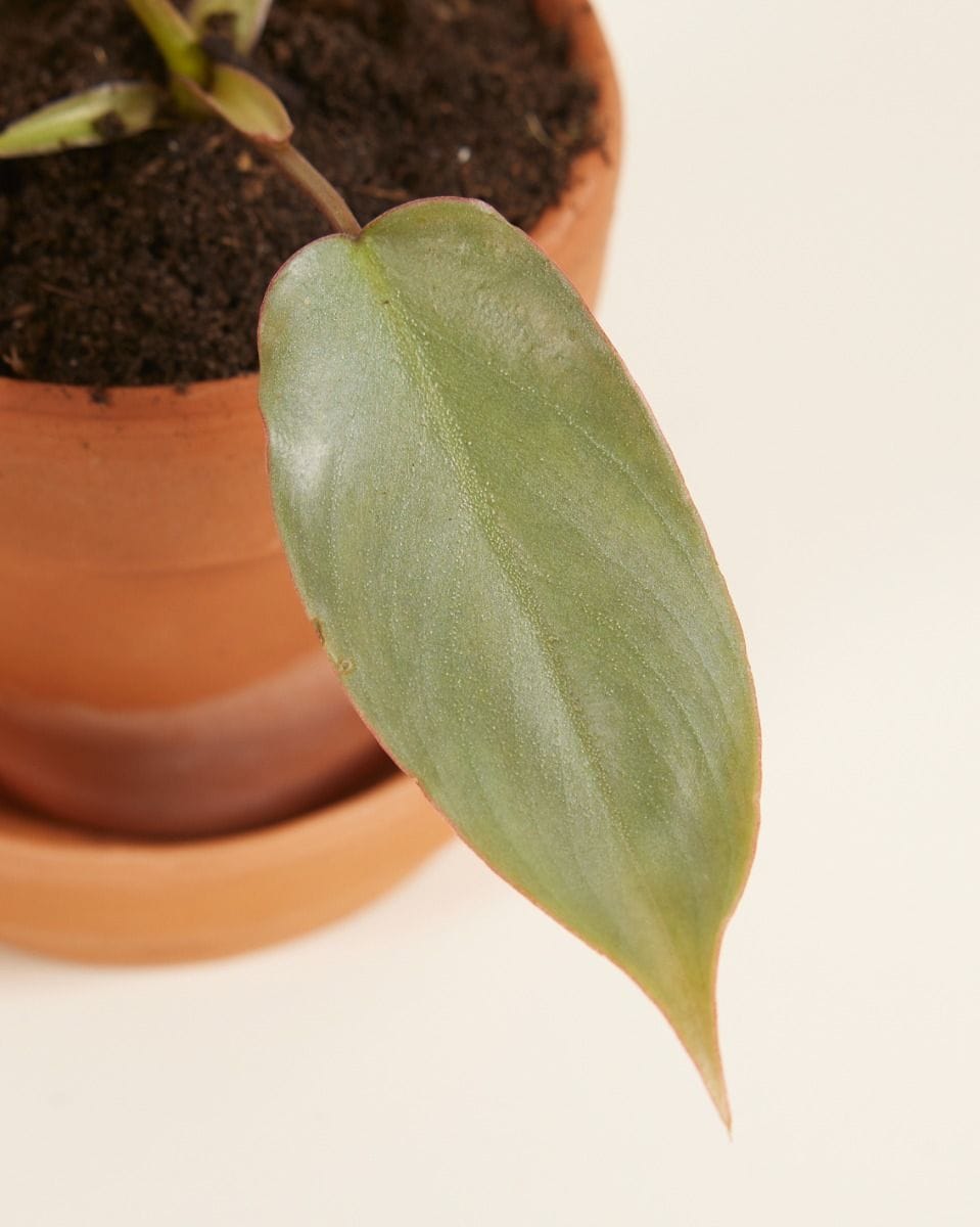 Baby Philodendron Atabapoense