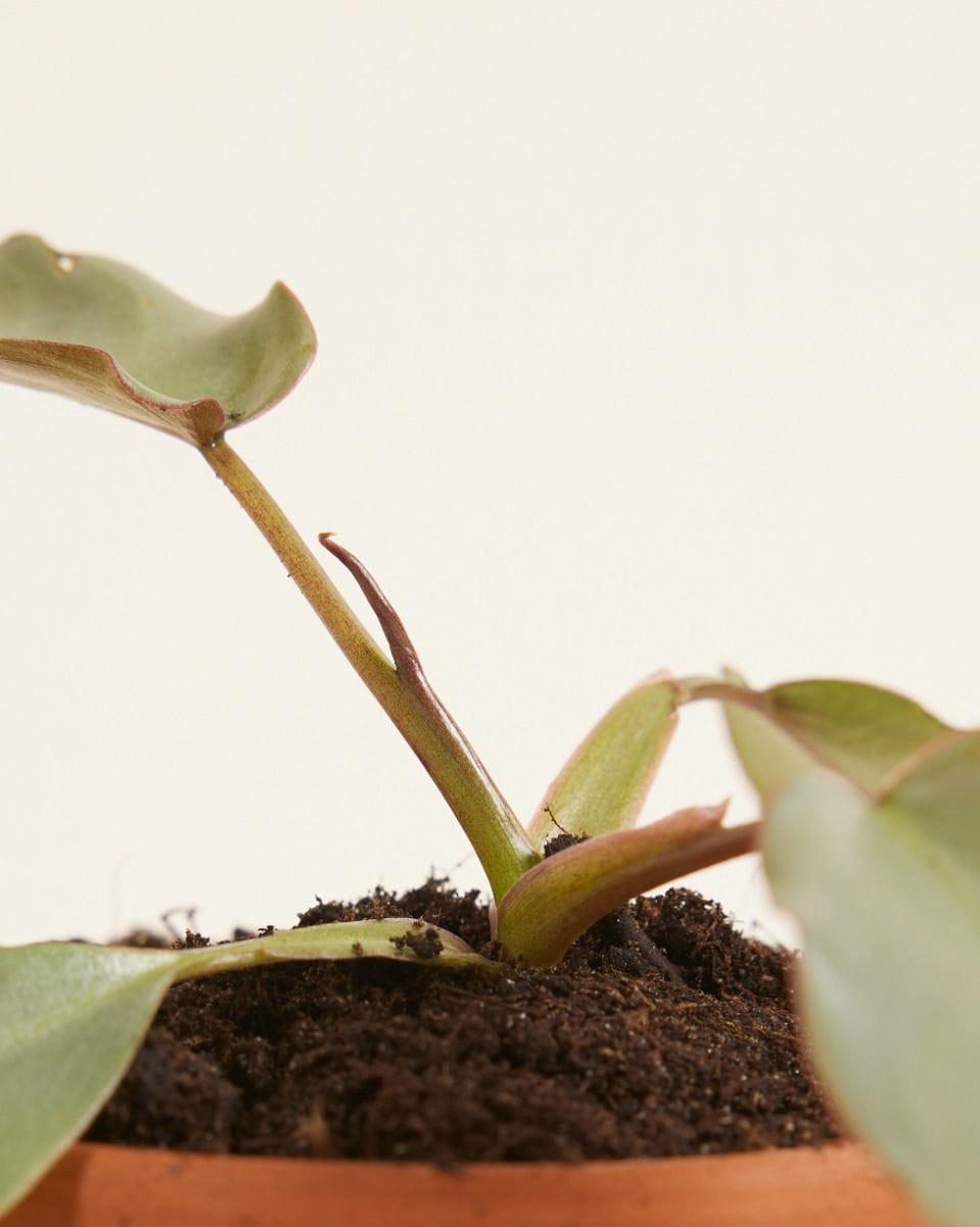 Baby Philodendron Atabapoense