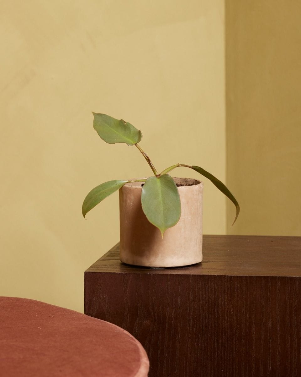 Baby Philodendron Atabapoense