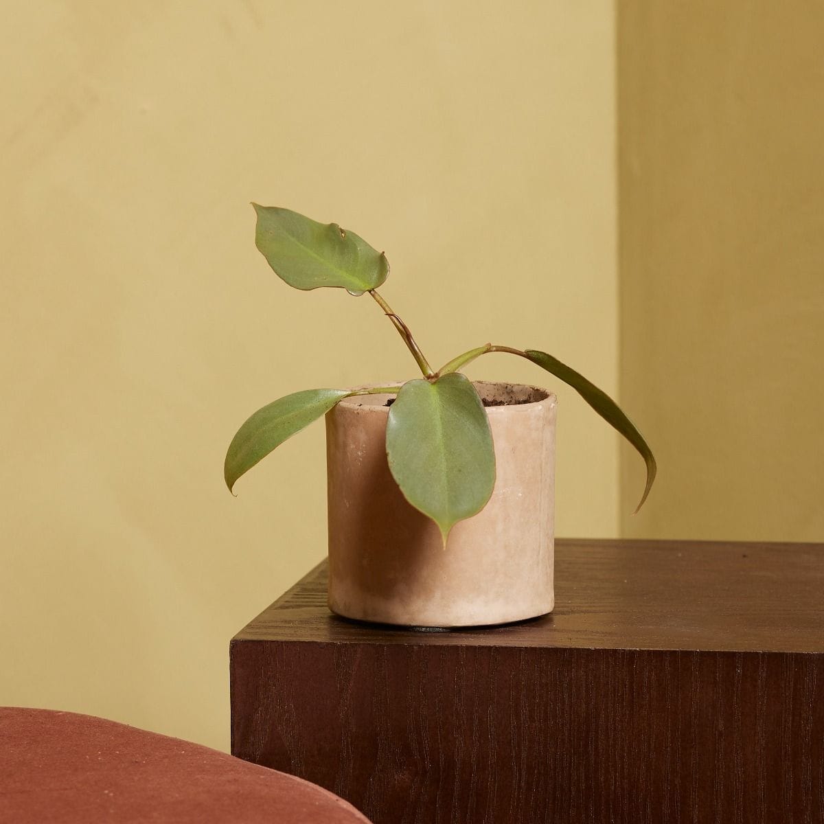 Baby Philodendron Atabapoense