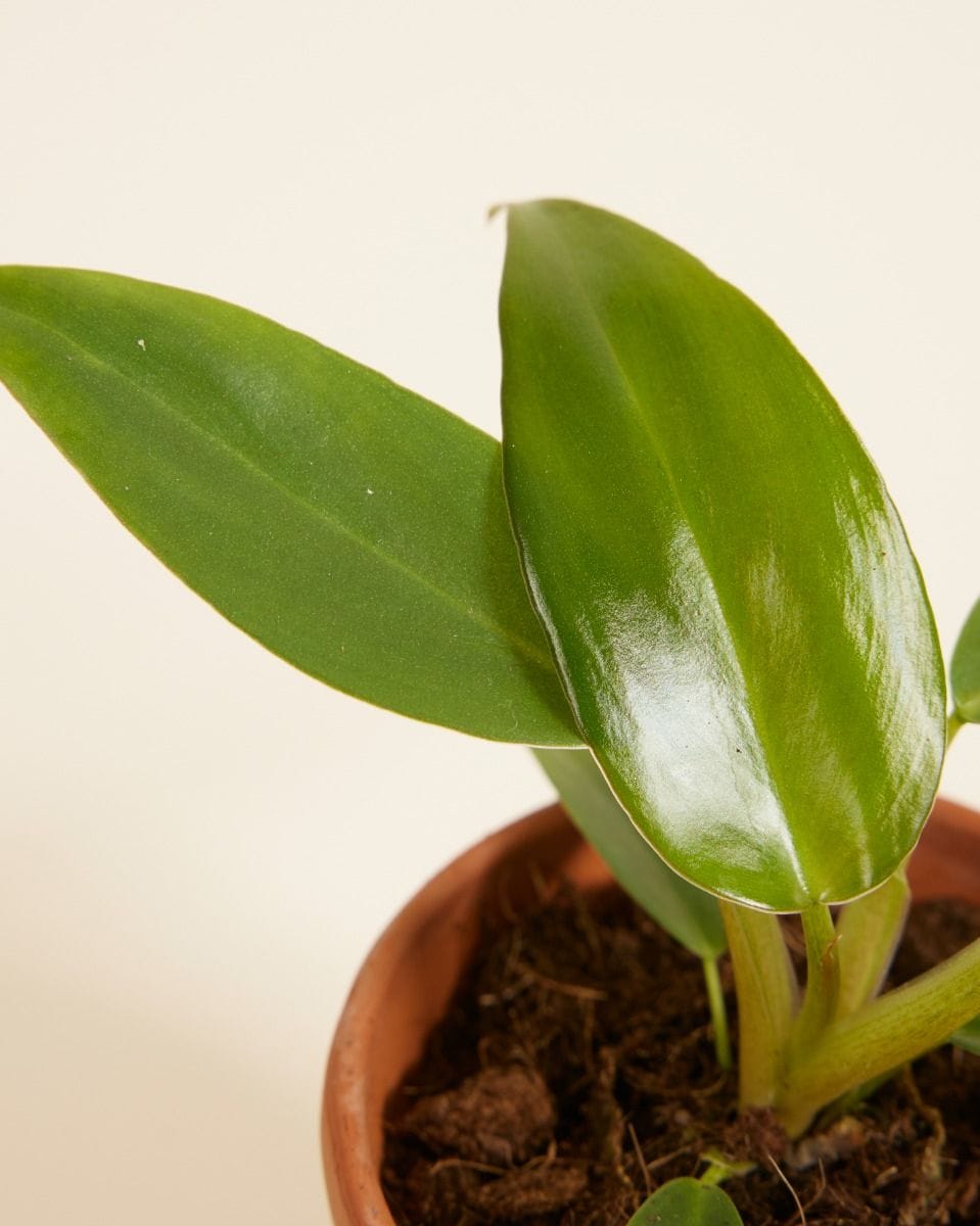 Baby Philodendron Mexicanum