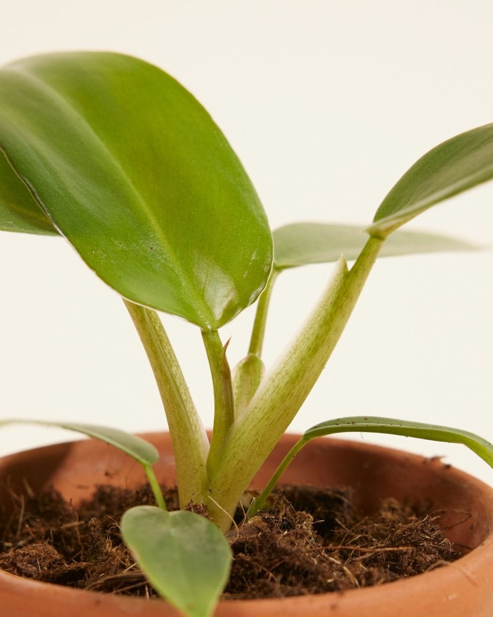 Baby Philodendron Mexicanum