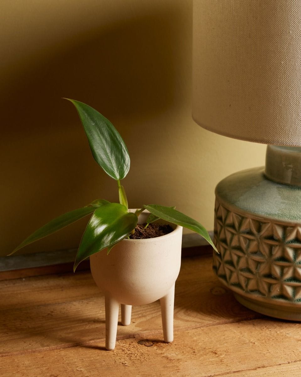 Baby Philodendron Mexicanum