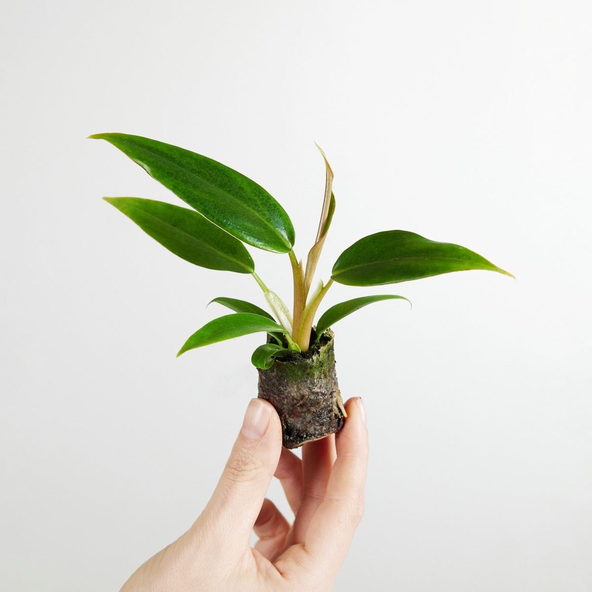 Baby Philodendron Mexicanum