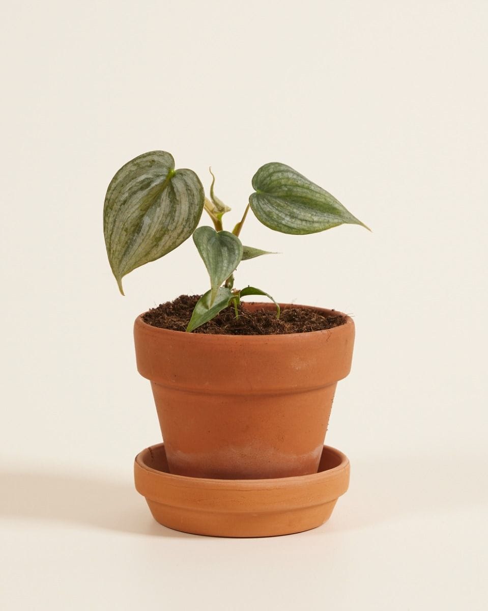 Baby Philodendron Brandtianum