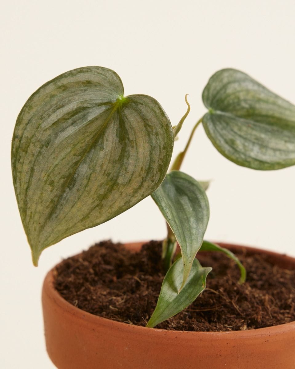 Baby Philodendron Brandtianum