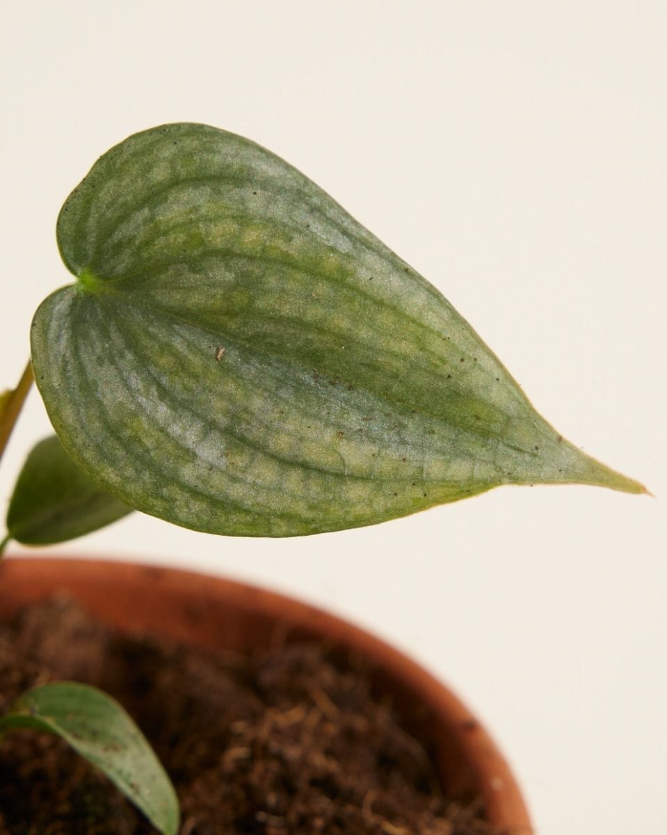 Baby Philodendron Brandtianum