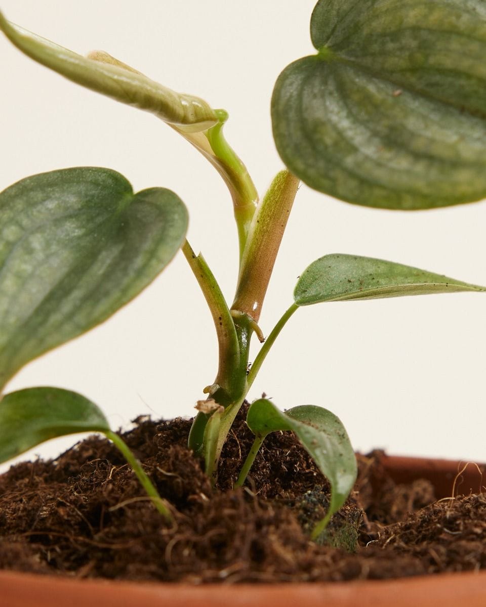 Baby Philodendron Brandtianum